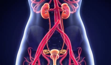 Moters šlapimo pūslės anatomija