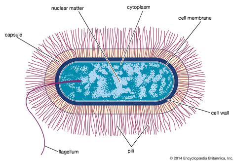 Schema, kaip bakterija Bacillus cereus gamina toksiną cerulidą
