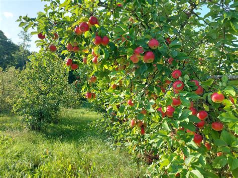 Vaismedžių ir vaiskrūmių asortimentas mugėje