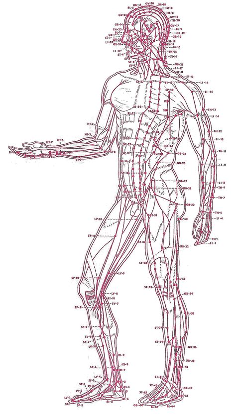 Akupunktūros taškai nevaisingumo gydymui