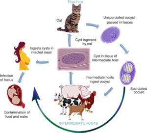schema of toxoplasmosis transmission
