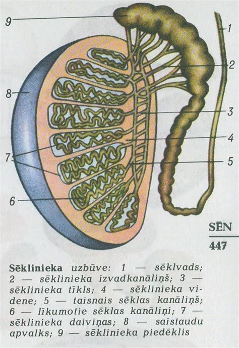 Sėklidžių anatomija