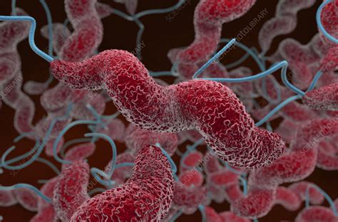 Schema, kaip plinta Campylobacter bakterija