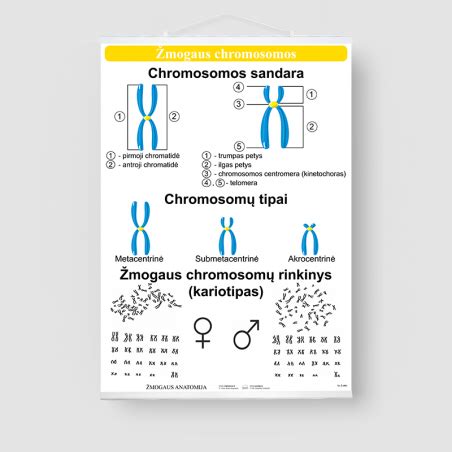 Scheminis žmogaus chromosomos pavaizdavimas su chromatidėmis ir centromera