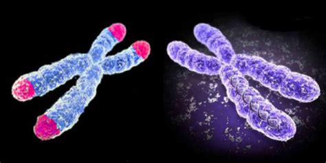 Lytinių chromosomų (X ir Y) palyginimas