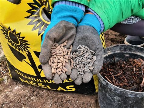 Avių mėšlo sudėtis