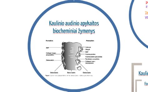 Kaulinio audinio mikroskopinis vaizdas