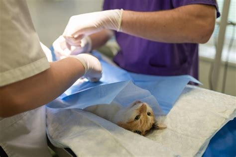 Katės priežiūra po sterilizacijos