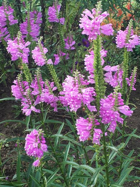 Kanų gėlių įvairovė