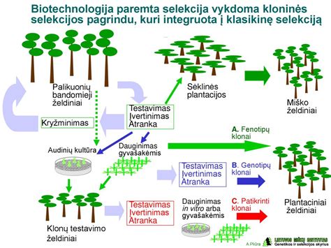 Kanų auginimo schema