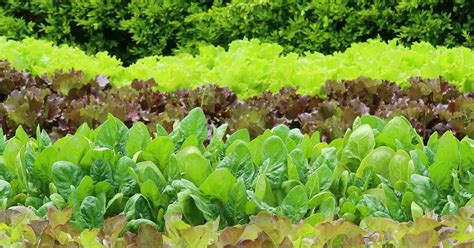 Daržovių lysvių planavimas