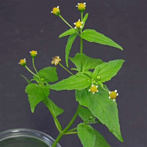 Galinsoga parviflora augalas ir jo lapai