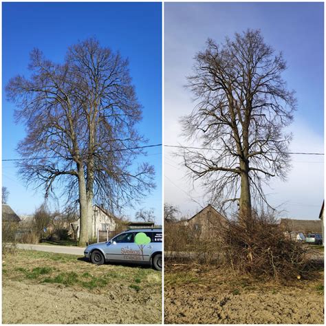 Vaismedžių genėjimo procesas