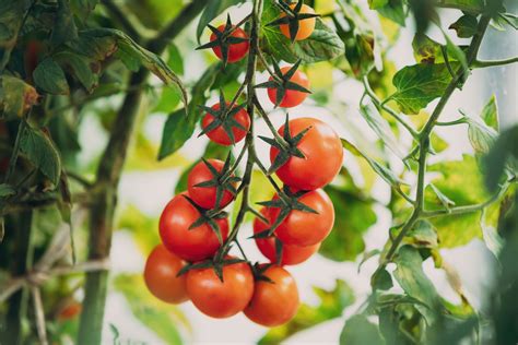 Egzotiški pomidorų ir kitų daržovių auginimo pavyzdžiai