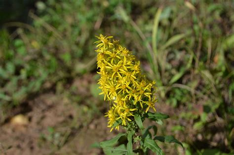 Paprastoji rykštenė (Solidago virgaurea)
