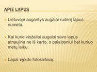 Skindapo lapų įvairovė