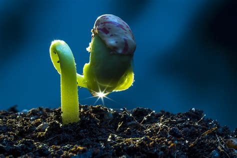 Nuodingų augalų sąrašas ir jų poveikis