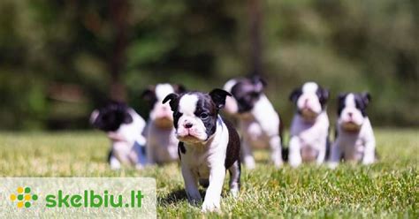 šuniukai žaidžia su kiškeliu