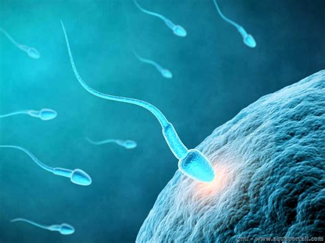 Šuns spermatozoido sandara