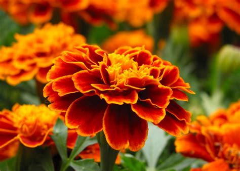 Serenčio žiedai darže