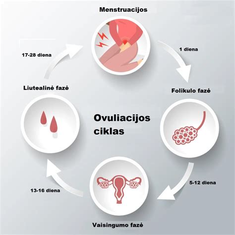 Schema, kaip vyksta ovuliacija