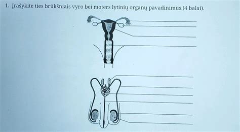 Išoriniai moters lytiniai organai su žymėjimais