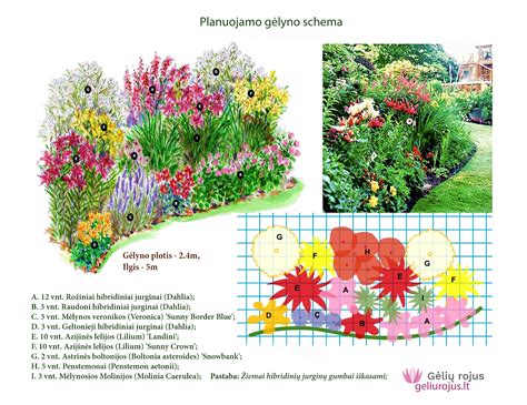 Augalų suderinamumo schema darže