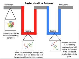 Pieno pasterizavimo procesas