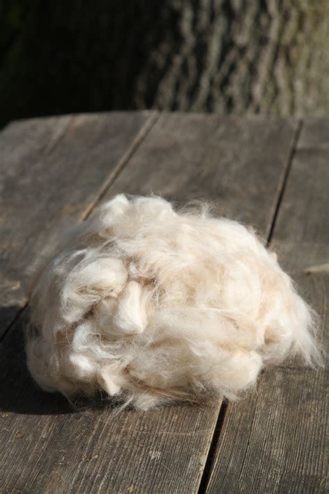 mažas alpakos jauniklis