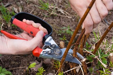 Aviečių genėjimas