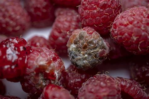 Aviečių ligos ir kenkėjai