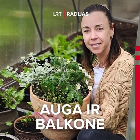 Daigų auginimo procesas vazonėliuose