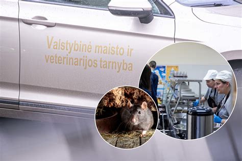 Graužikų išmatos ant grindų