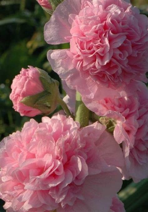 Schema, kaip augalai daro įtaką vienas kitam