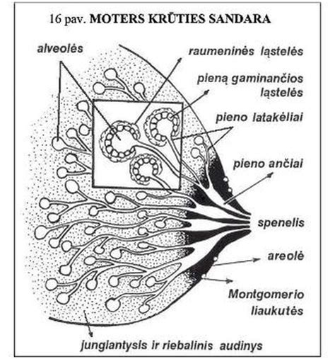 schematinis pieno tekėjimo iš krūties vaizdas