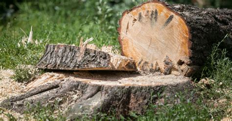 Saugus gatvės kirtimas su