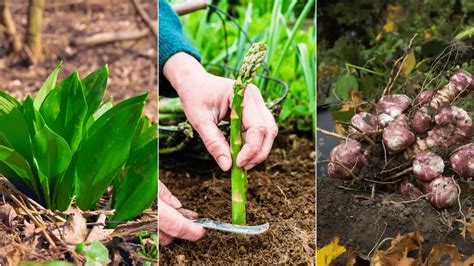 Daugiamečių daržovių sodinimas