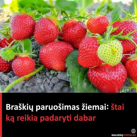 Braškių lysvės paruošimas