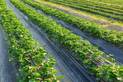 Braškių sodinimas ant agroplėvelės