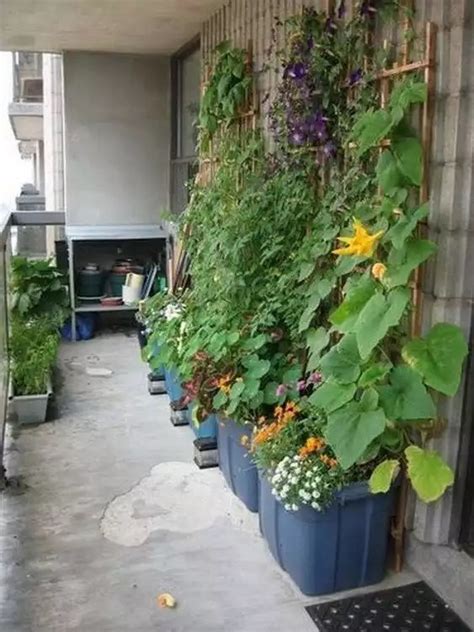 Augalai, tinkami auginti balkone