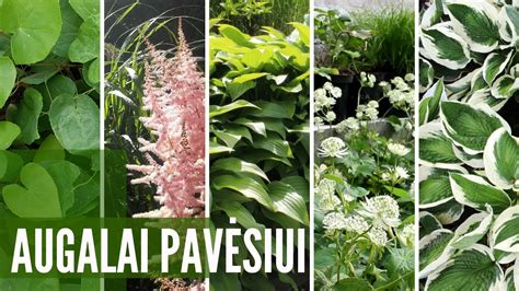 Augalai, tinkami auginti pavėsyje