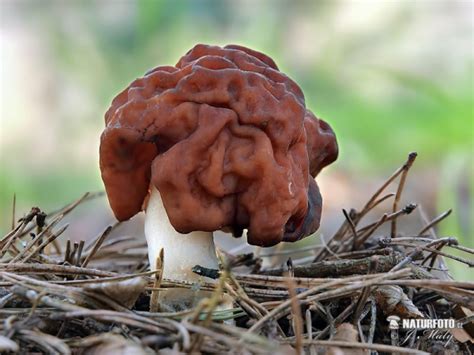 Valgomasis bobausis (Gyromitra esculenta)