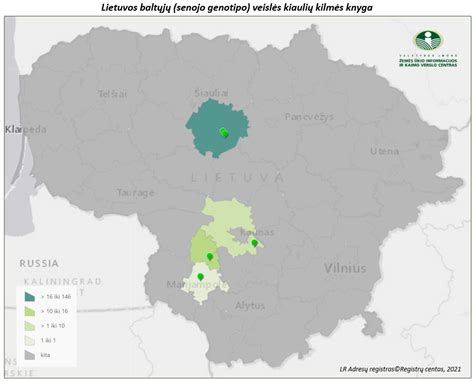 Lietuvos juodmargių ir Lietuvos žalųjų veislių palyginimas