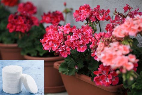 Vatos diskelio naudojimas bambos valymui