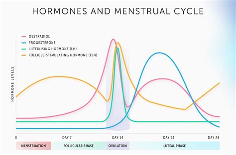grafikas rodantis hormonų svyravimus menstruacinio ciklo metu