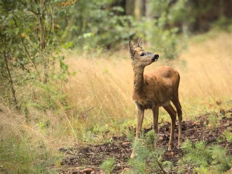 Stirnos, graužiančios daržo augalus