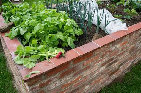 Daržovių lysvės su tarpais tarp augalų