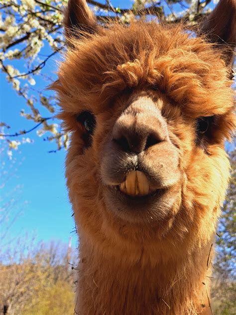 Alpaka auginama kalnuose