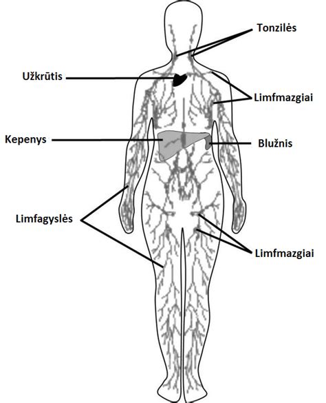 Schema: žmogaus limfmazgių išsidėstymas