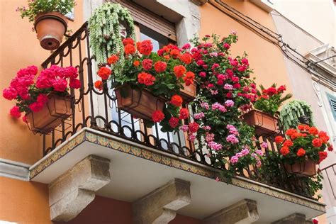 gėlės balkone